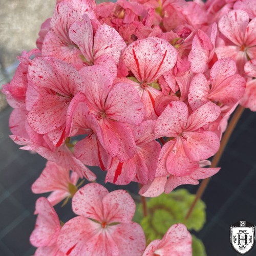 Pelargonium 'Peppermint Twist' - Pelargoon 'Peppermint Twist' P9/0,55L